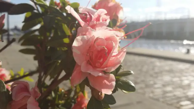 Galaxy Note 3 Camera Sample - Flower2