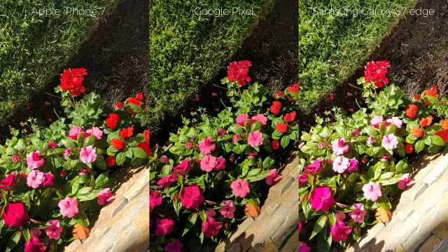 pixel-camera-versus-iphone7-galaxys7edge-flowers