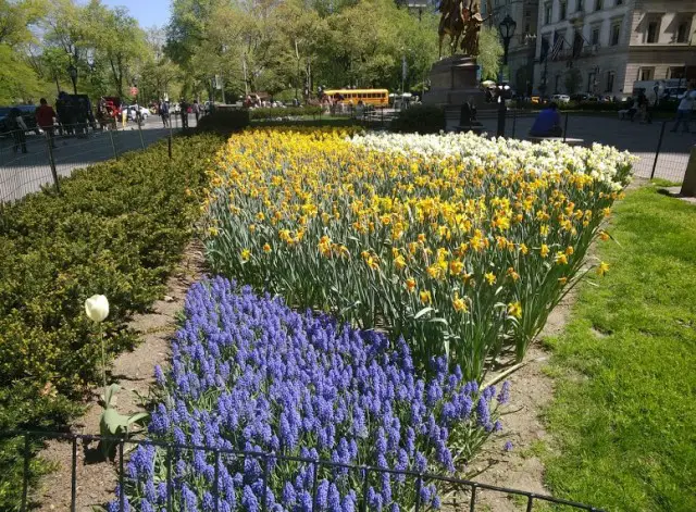 Central Park Flowers