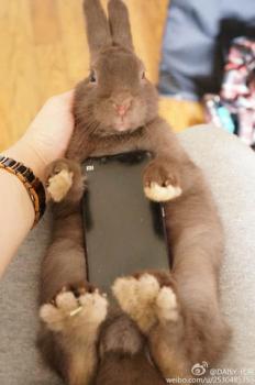 Rabbit Case MI Phone