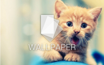 android wallpaper cat